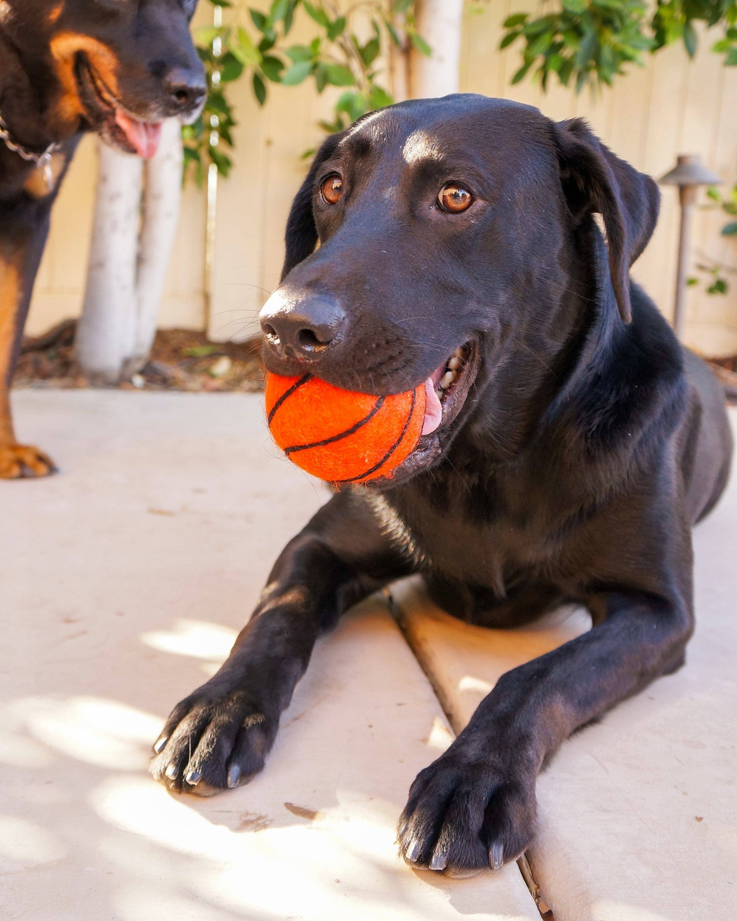 Dog Pet Toy XL Sport Ball - BASKETBALL FOOTBALL SOCCER