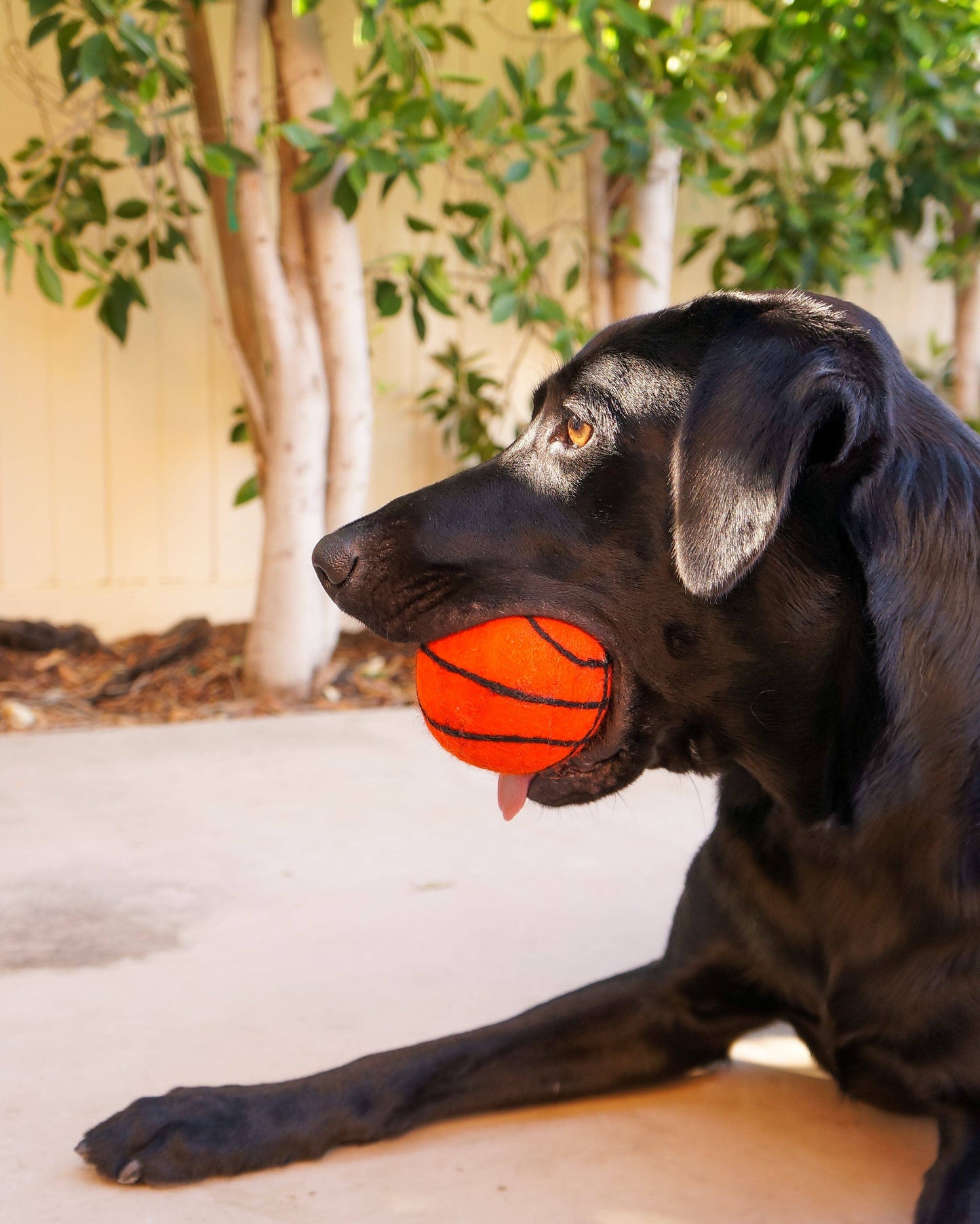Dog Pet Toy XL Sport Ball - BASKETBALL FOOTBALL SOCCER