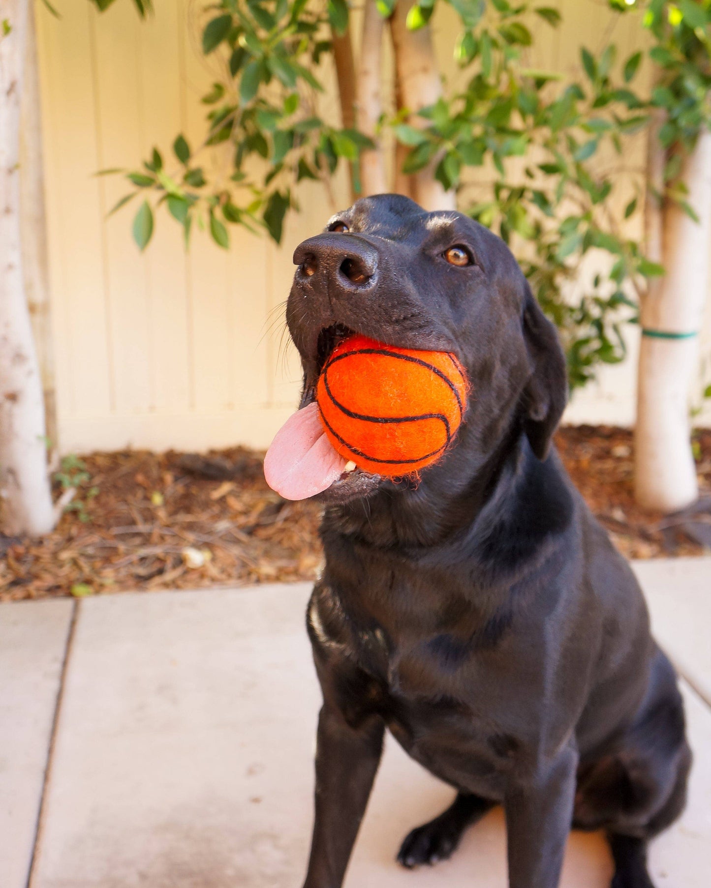 Dog Pet Toy XL Sport Ball - BASKETBALL FOOTBALL SOCCER