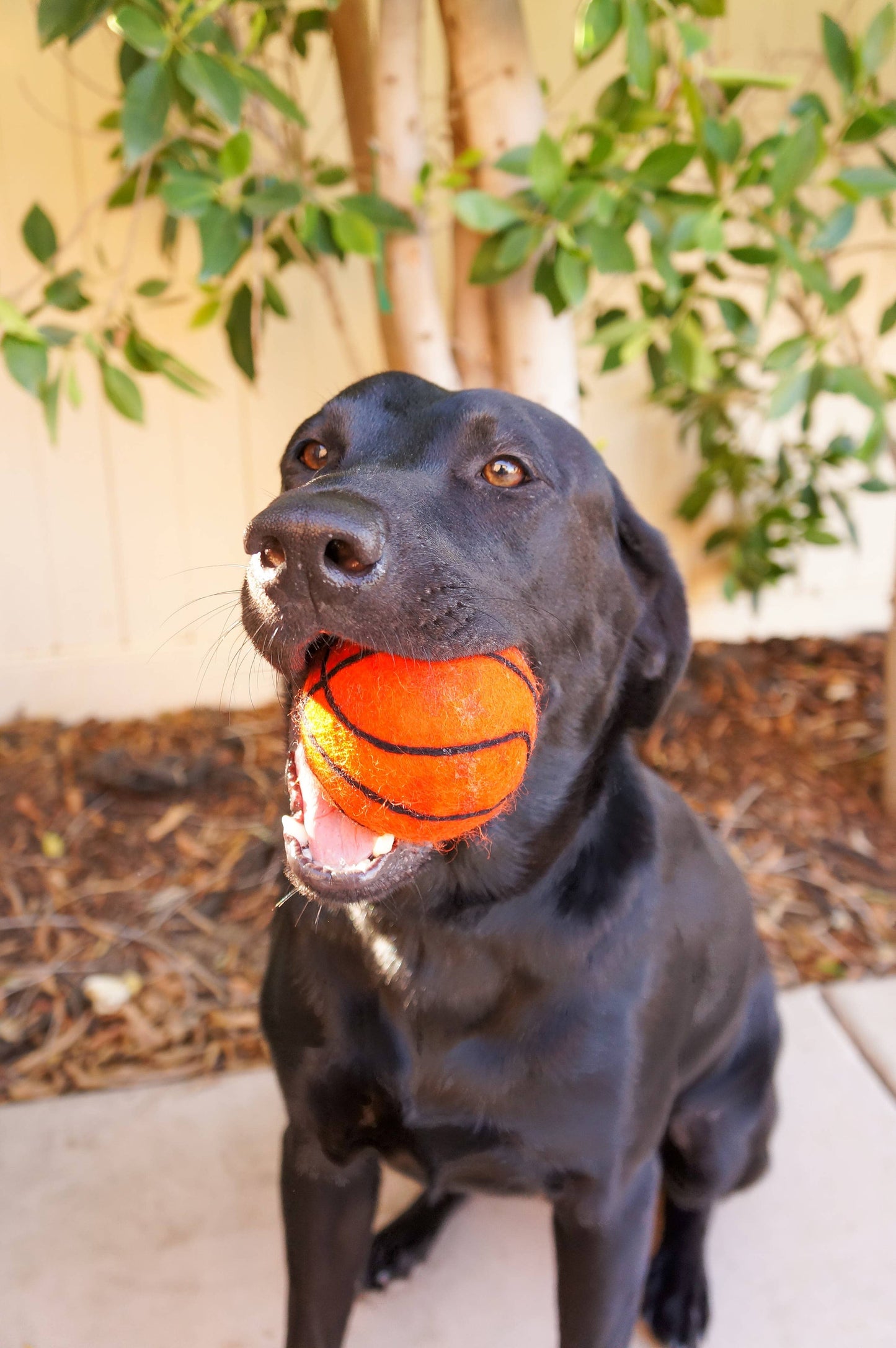 Dog Pet Toy XL Sport Ball - BASKETBALL FOOTBALL SOCCER